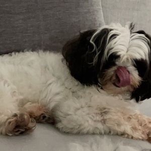 Meet your Posher, Lola